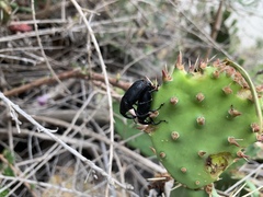 Cactophagus spinolae validus