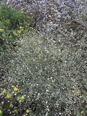 Gypsophila