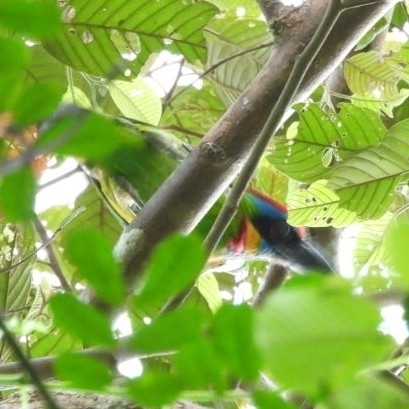 Red-crowned Barbet (Psilopogon rafflesii), photo 9
