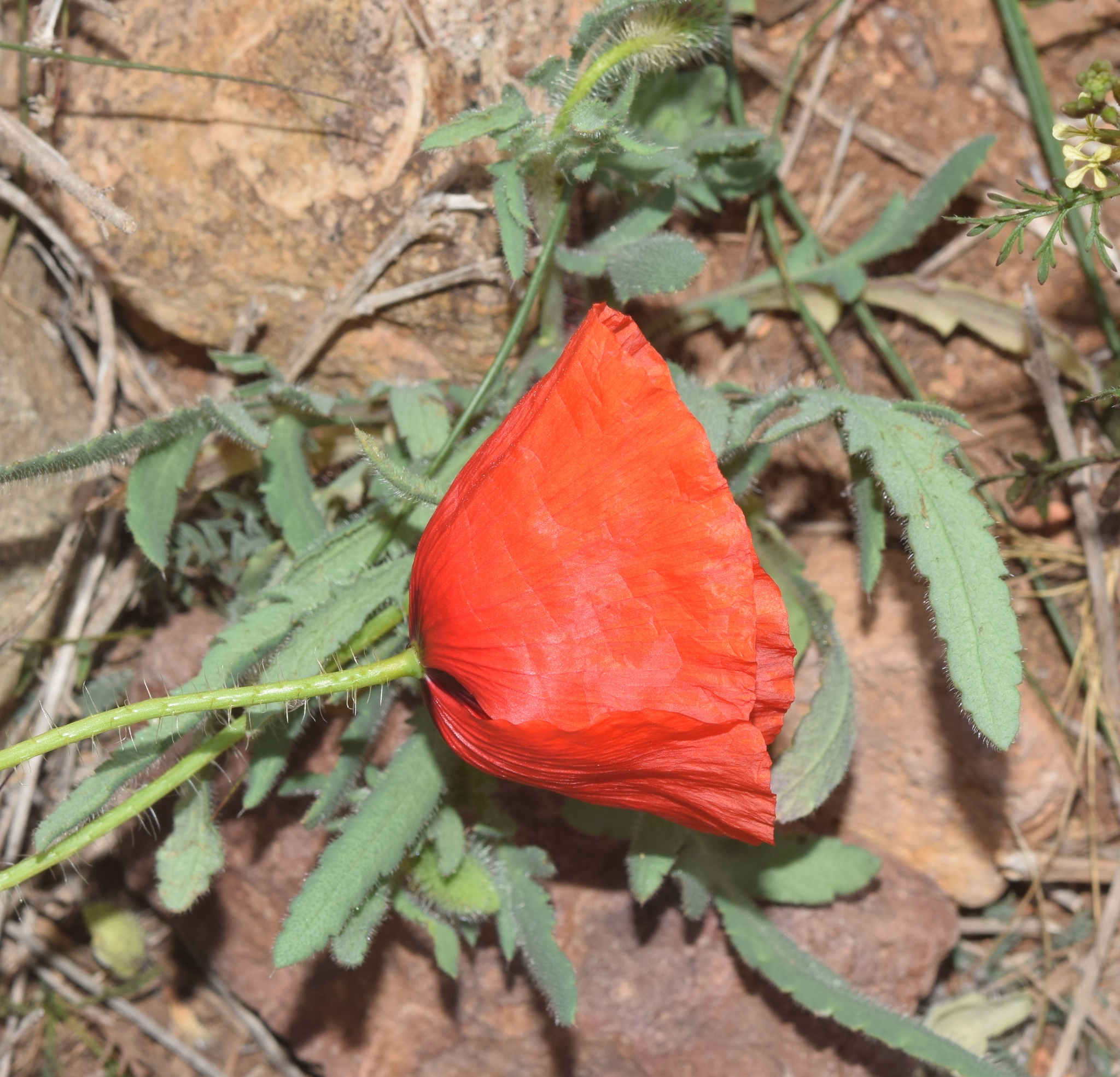 Imagem de Papoula