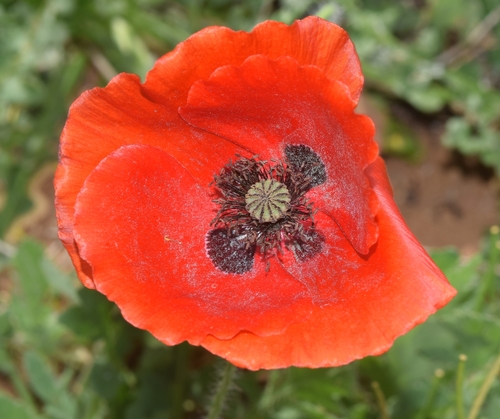 Foto de Papoula