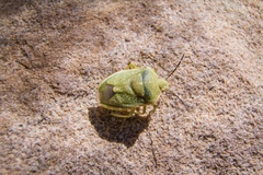 Chlorochroa