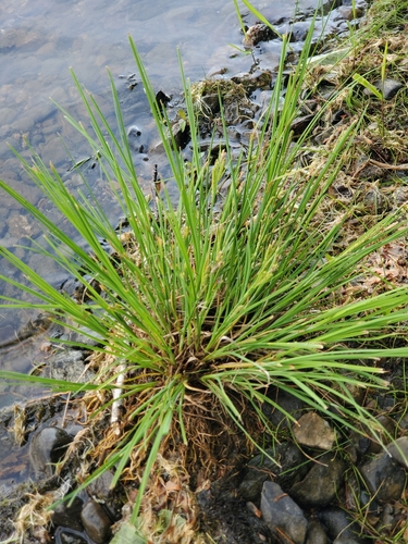 Image of Carex lenticularis by (c) Bob Miller, some rights reserved (CC BY)