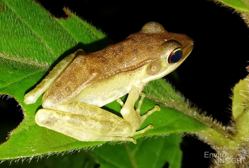 Lesser White-Lipped Frog