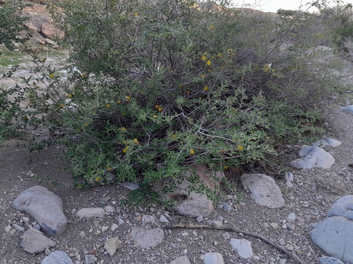 Image of Grewia flava by no rights reserved