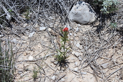 Castilleja rigida