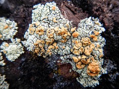 Rhizoplaca chrysoleuca