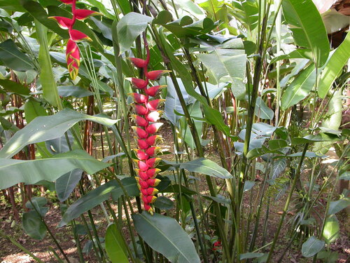 Heliconia rostrata