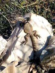 Ctenosaura nolascensis