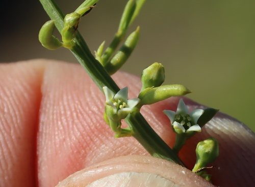 Image of Lacomucinaea lineata by (c) Tony Rebelo, some rights reserved (CC BY-SA)