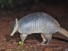 Greater Long-Nosed Armadillo photo 2