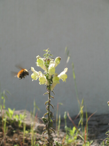 Antirrhinum meonanthum (Antirrhinum meonanthum)