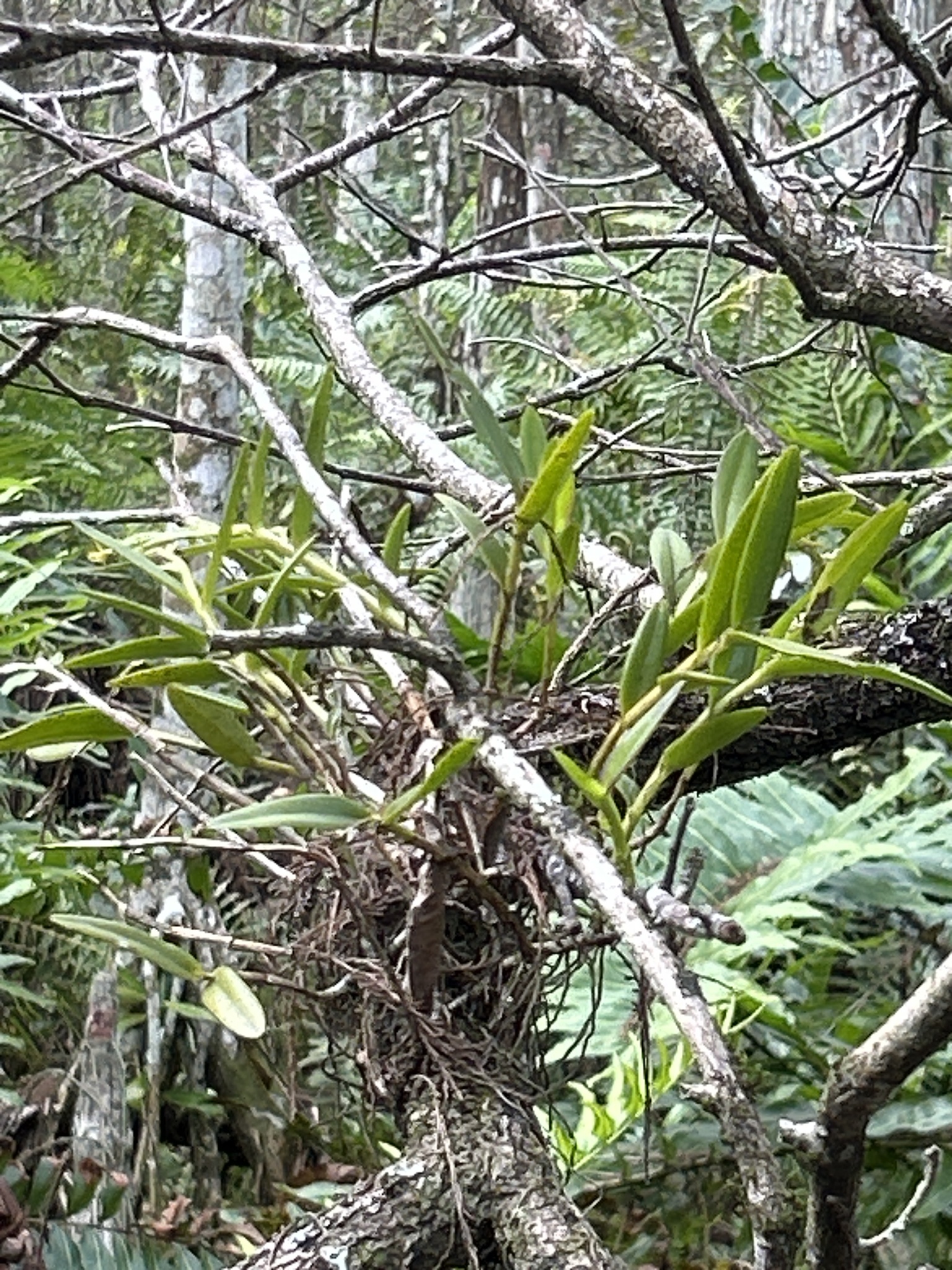 Imagem de Orquídea-rígida