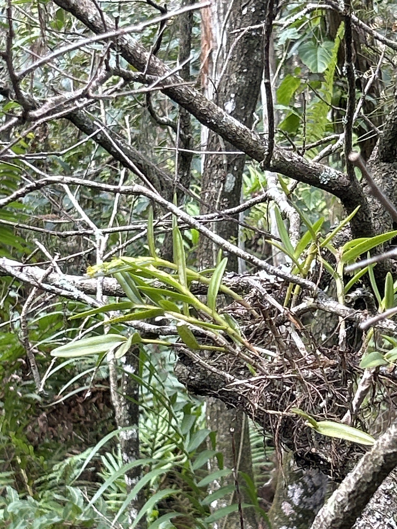 Imagem de Orquídea-rígida