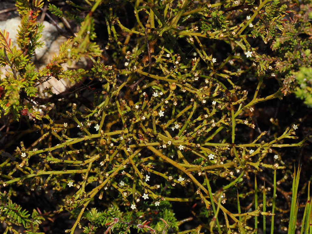 Thesium sertulariastrum
