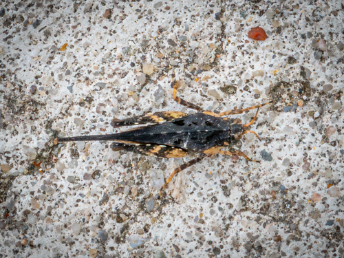 Slender Groundhopper, Millingen am Rhein, Niederlande, photo 10 of 10