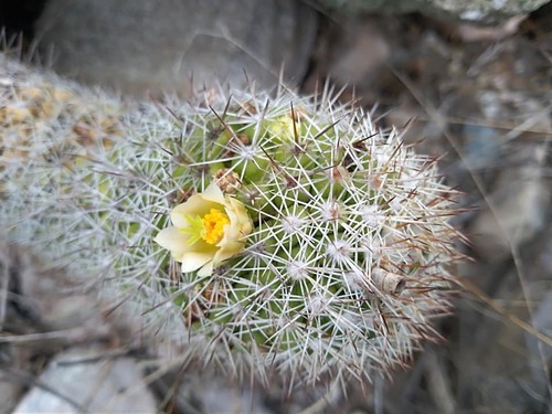 Cochemiea multidigitata