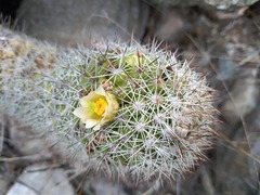 Mammillaria multidigitata
