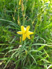 Echeandia flavescens