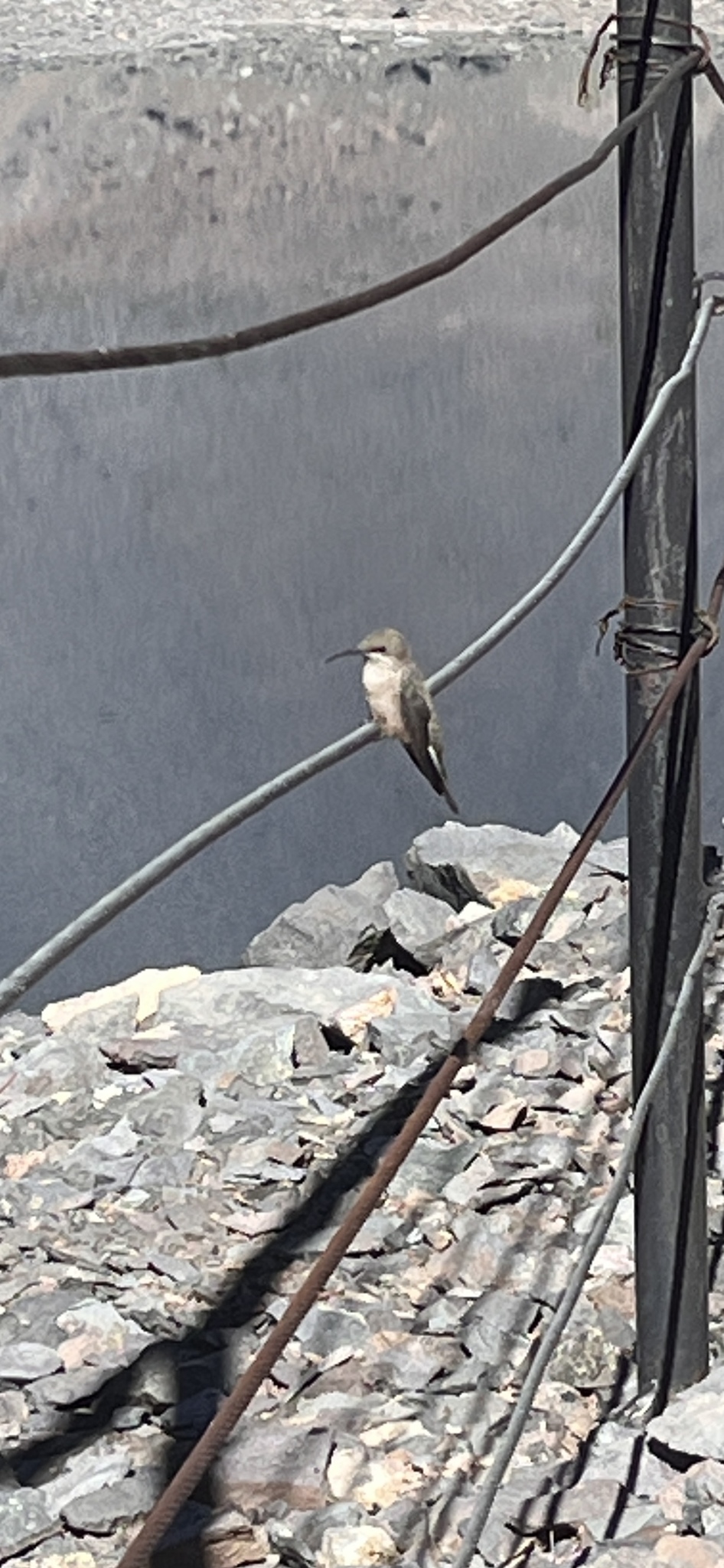White-sided Hillstar (Oreotrochilus leucopleurus), photo 7