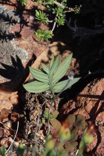 Fanleaf Bobbejaantjie (Babiana lewisiana)