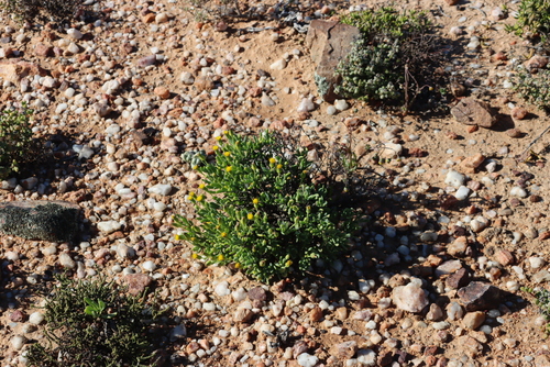 Othonna arbuscula
