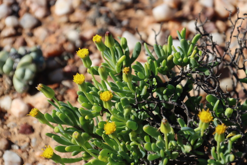 Othonna arbuscula