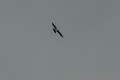 Ictinia mississippiensis