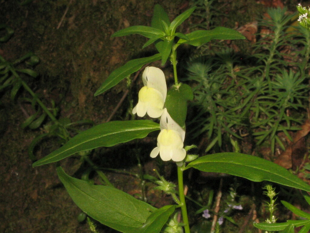 Antirrhinum meonanthum (Antirrhinum meonanthum)