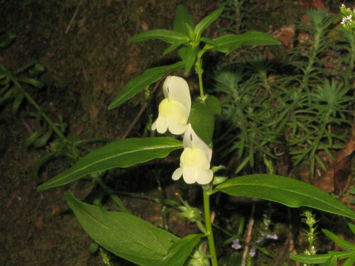 Antirrhinum meonanthum (Antirrhinum meonanthum)