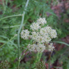 Cnidium cnidiifolium
