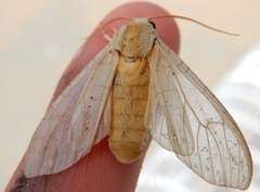 Halysidota tessellaris