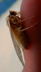 Halysidota tessellaris