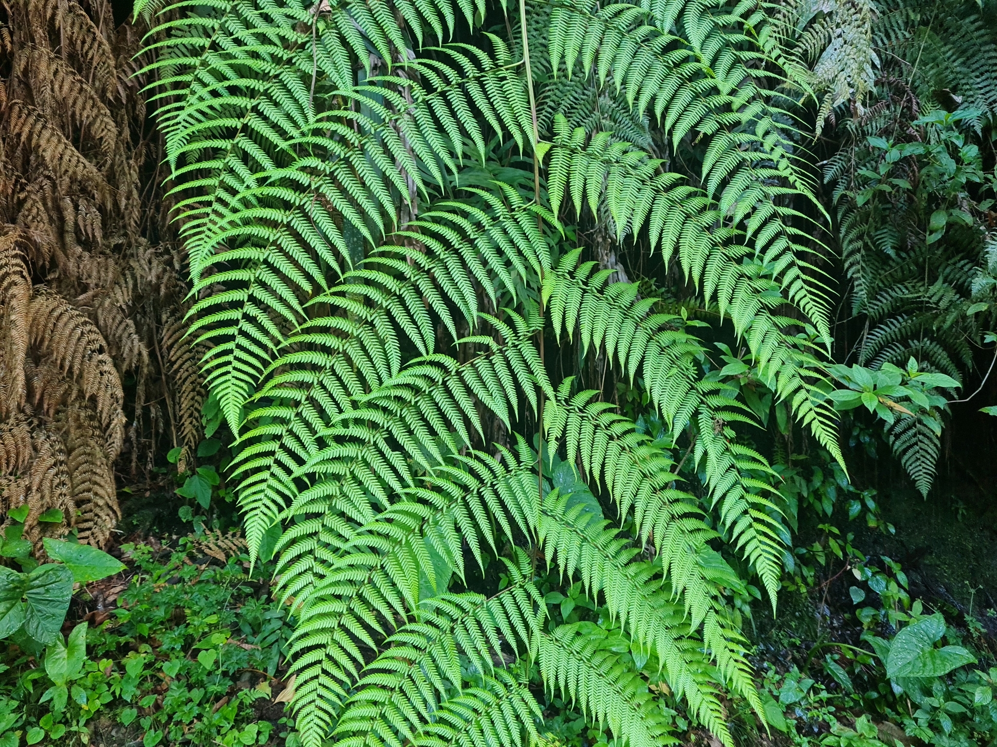 Lophosoria quadripinnata