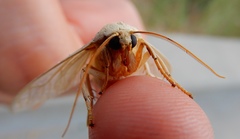 Halysidota tessellaris