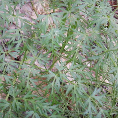 Cnidium cnidiifolium