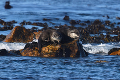 African Clawless Otter photo 2
