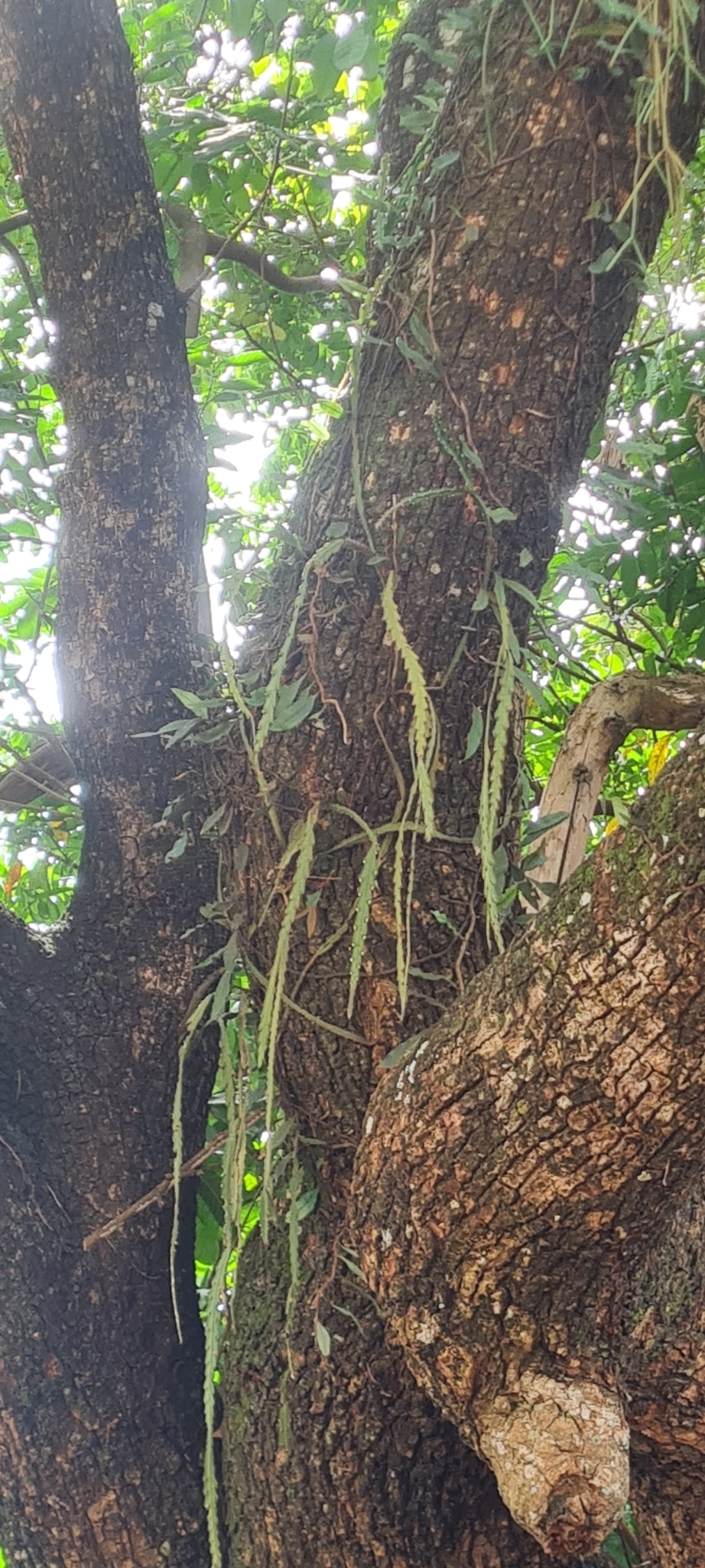 Imagem de Suculenta Rabo de Porco