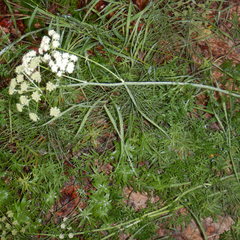 Cnidium cnidiifolium