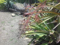 Aechmea leptantha