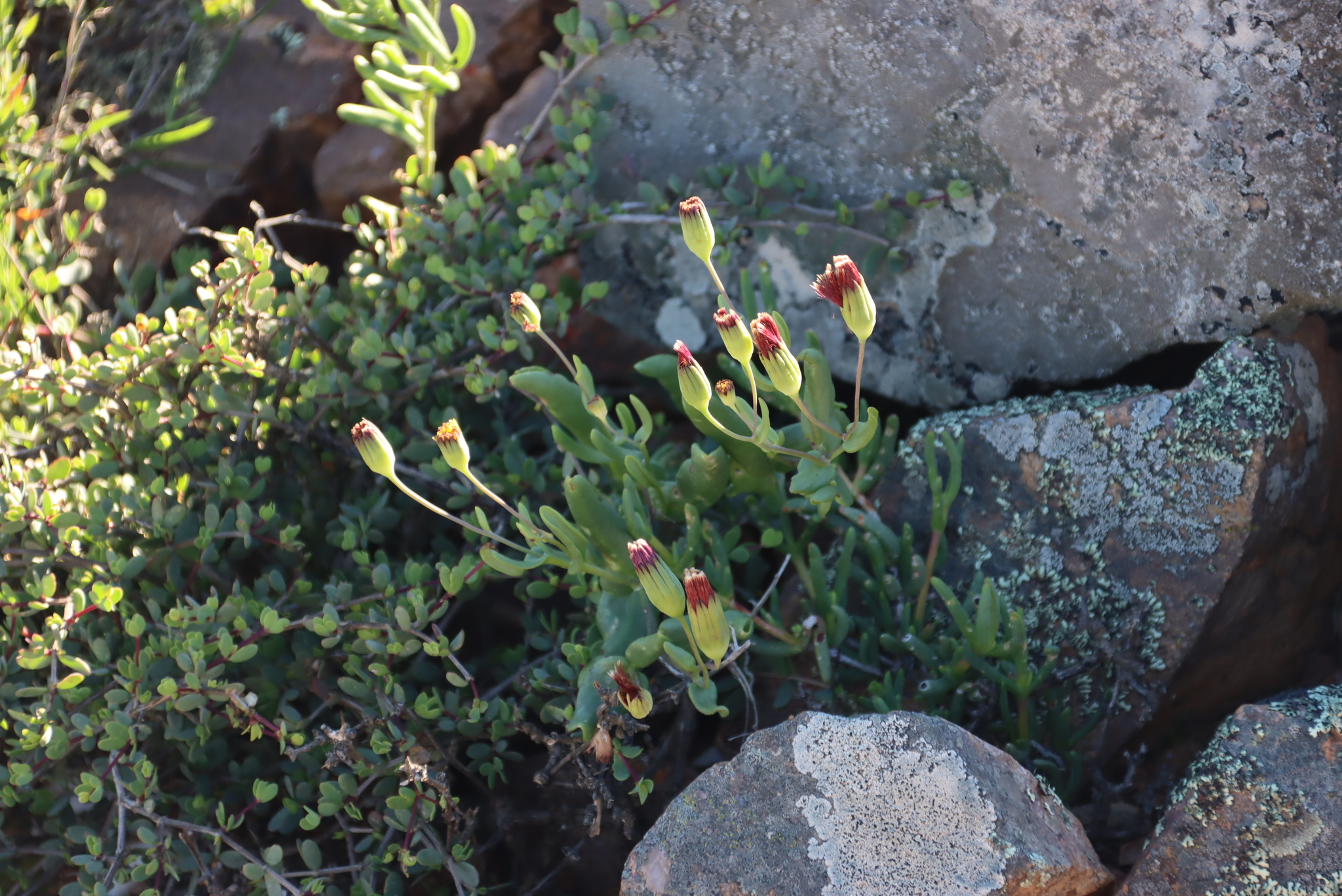 Othonna revoluta