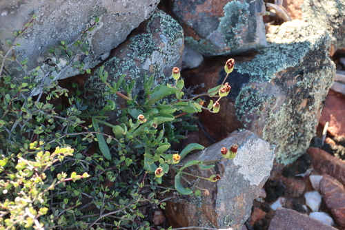 Othonna revoluta