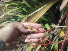 Aechmea leptantha