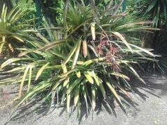 Aechmea leptantha