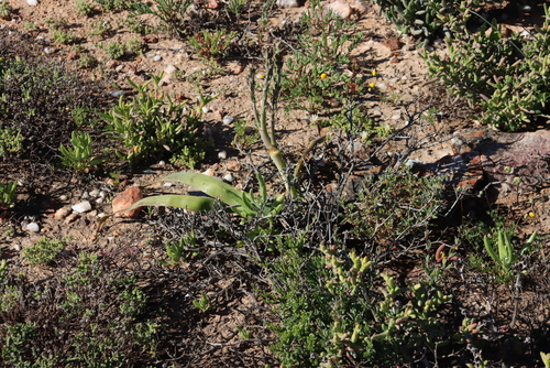 Sabre Capespinach (Trachyandra falcata)