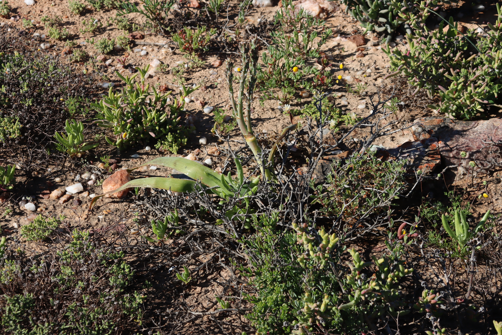 Sabre Capespinach (Trachyandra falcata)
