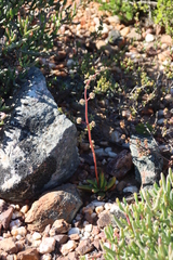 Crassula subacaulis