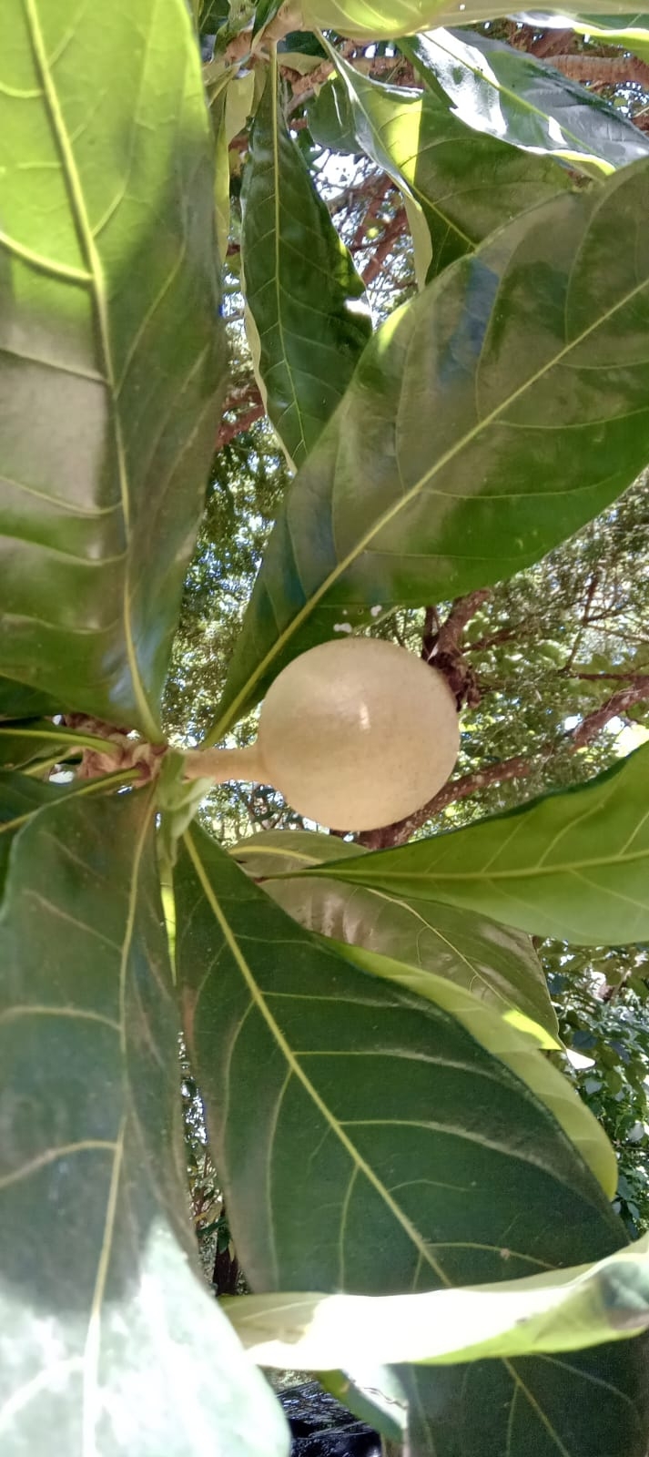 Genipa americana