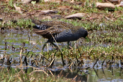 Porzana fluminea