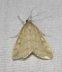 Hahncappsia pergilvalis